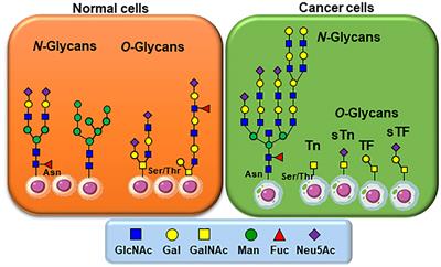 Cancer cells and viruses share common glycoepitopes: exciting opportunities toward combined treatments